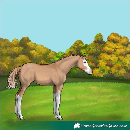 Horse Color:Red Dun Splash 