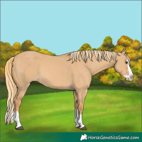 Horse Color:Red Dun Splash 
