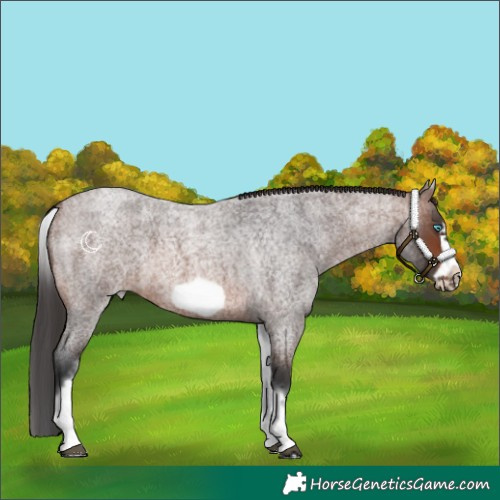 Horse Color:White Spotted Brown Roan Frame 