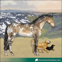 Horse Color:White Spotted Buckskin Dun Brindle