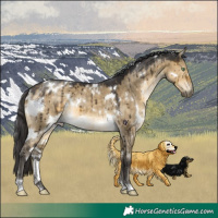 Horse Color:White Spotted Buckskin Dun Brindle 