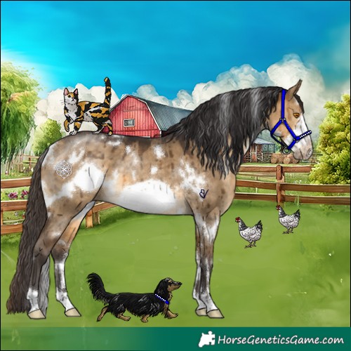 Horse Color:White Spotted Buckskin Dun Frame Brindle 