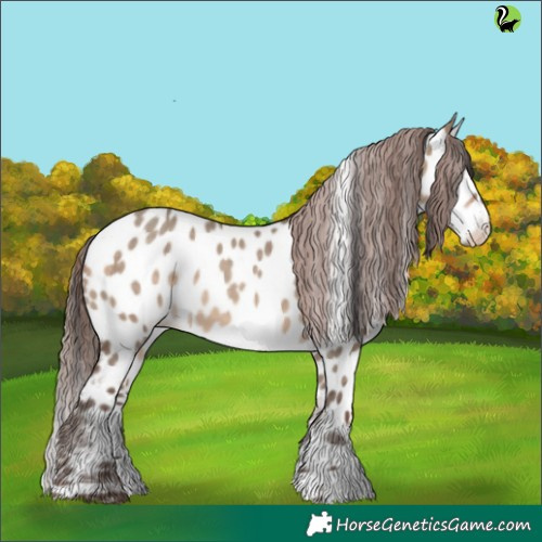 Horse Color:Sable Champagne Dun Appaloosa 
