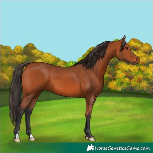 Horse Color:Bay 