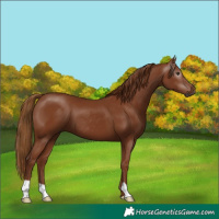 Horse Color:Gray Chestnut 