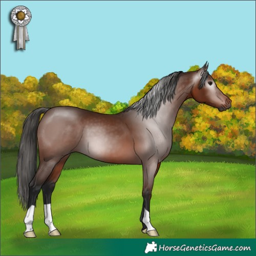 Horse Color:Gray Bay 
