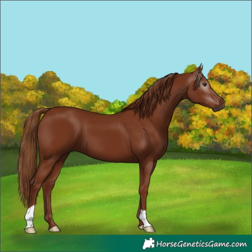 Horse Color:Gray Chestnut 