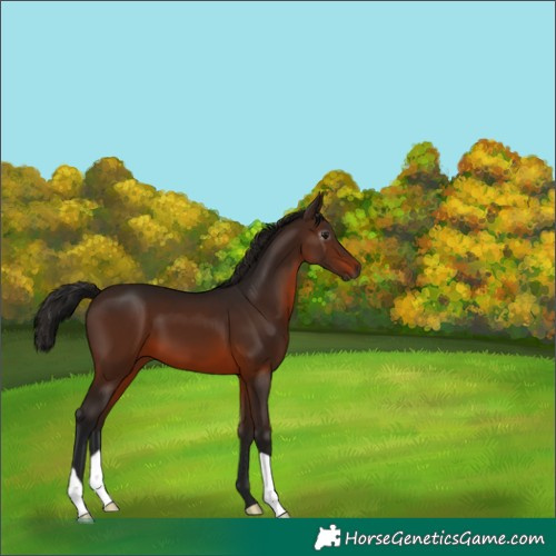 Horse Color:Gray Bay 