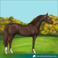 Horse Color:Gray Chestnut 