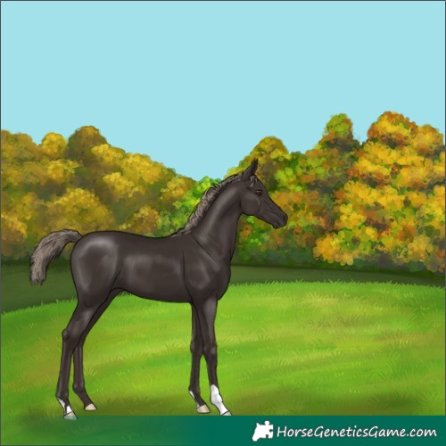 Horse Color:Liver Chestnut 