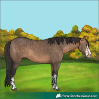 Horse Color:Brown Dun  and Brown Dun 