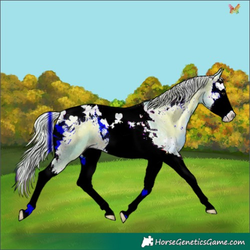 Horse Color:Watercolor Chocolate Palomino Onyx Splash Tobiano Rabicano 