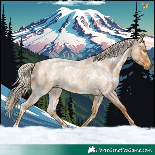 Horse Color:White Spotted Palomino Ice Roan Rabicano 