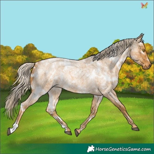 Horse Color:White Spotted Palomino Ice Roan Rabicano 