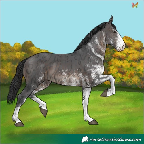 Horse Color:White Spotted Brown Ice 
