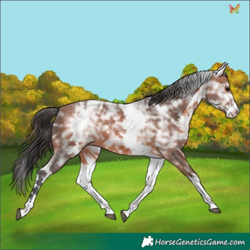 Horse Color:White Spotted Bay Ice 