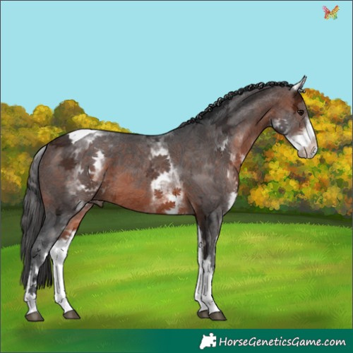 Horse Color:White Spotted Brown Ice Tobiano 
