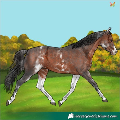 Horse Color:White Spotted Brown Ice 
