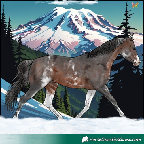 Horse Color:White Spotted Brown Ice 