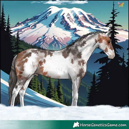 Horse Color:White Spotted Bay Ice 