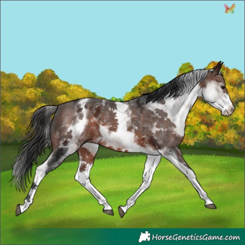 Horse Color:White Spotted Brown Ice 