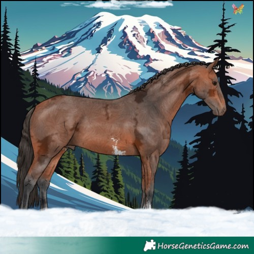 Horse Color:Bay Ice Sabino 