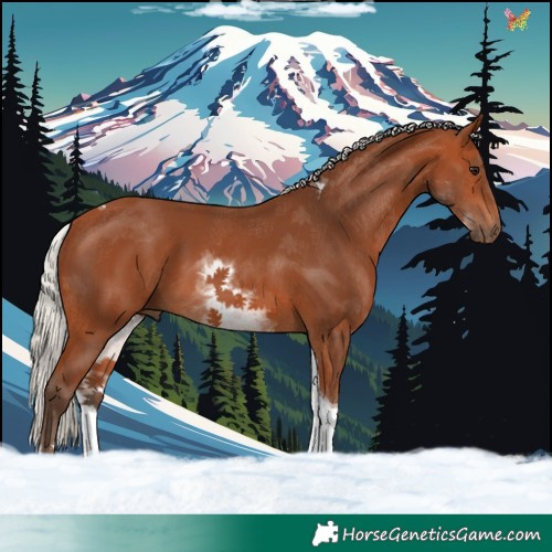 Horse Color:White Spotted Silver Bay Tobiano 