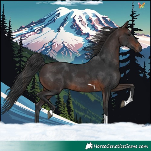 Horse Color:Brown Tobiano 