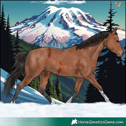 Horse Color:Bay Ice Tobiano 