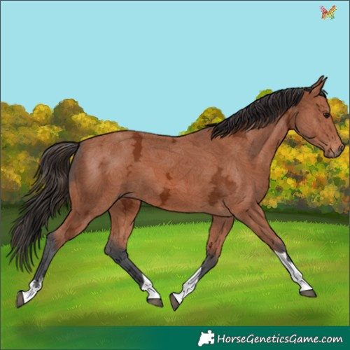 Horse Color:Bay Ice Tobiano 