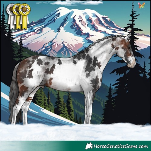 Horse Color:White Spotted Bay Tobiano 