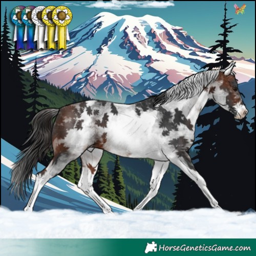 Horse Color:White Spotted Bay Tobiano 