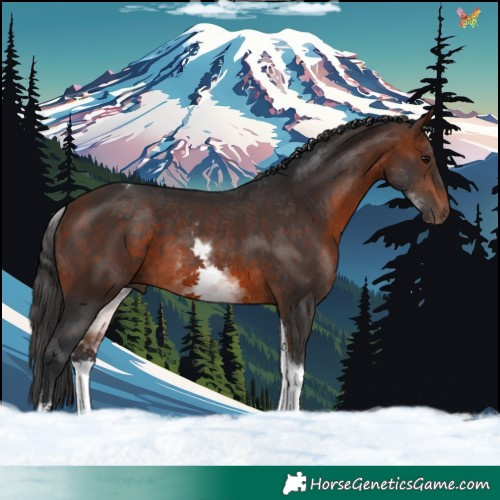 Horse Color:White Spotted Bay Tobiano 