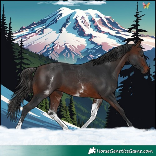 Horse Color:White Spotted Brown Tobiano 