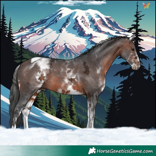 Horse Color:White Spotted Brown Ice Tobiano 