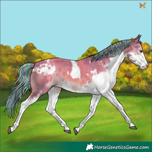 Horse Color:Painted Watercolor White Spotted Chestnut Splash Tobiano 