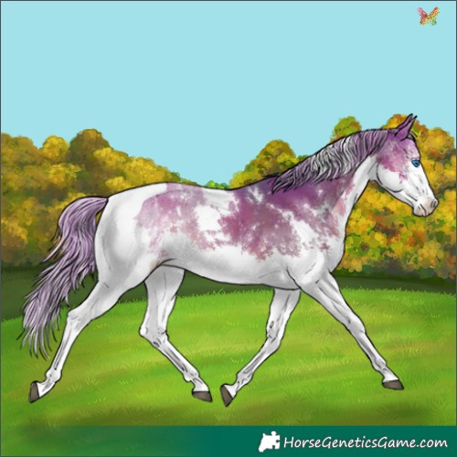 Horse Color:Watercolor White Spotted Liver Chestnut Splash Tobiano 