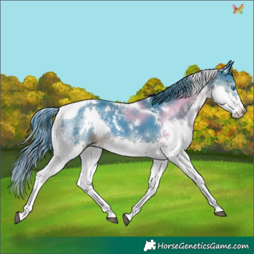 Horse Color:Watercolor White Spotted Black Splash Tobiano