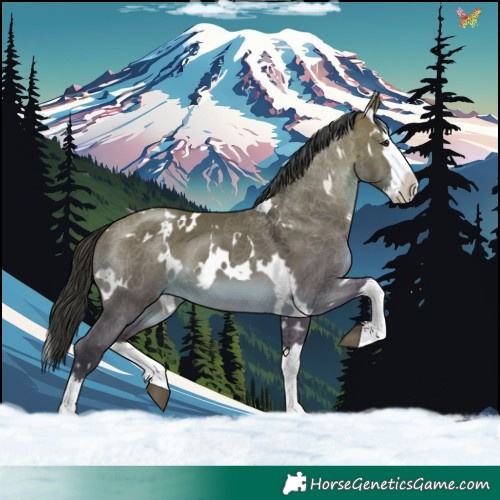 Horse Color:White Spotted Brown Dun Splash