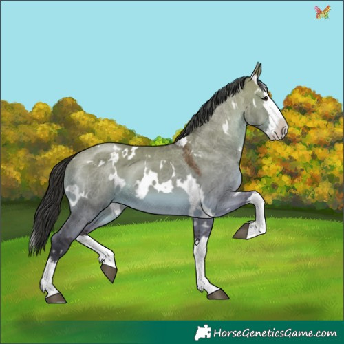 Horse Color:White Spotted Brown Dun Splash