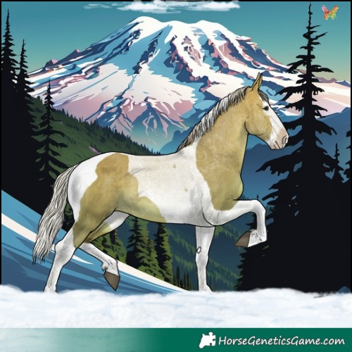 Horse Color:Silver Brown Dun Splash Tobiano 