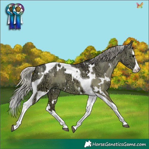 Horse Color:White Spotted Silver Grullo Ice Splash Tobiano 