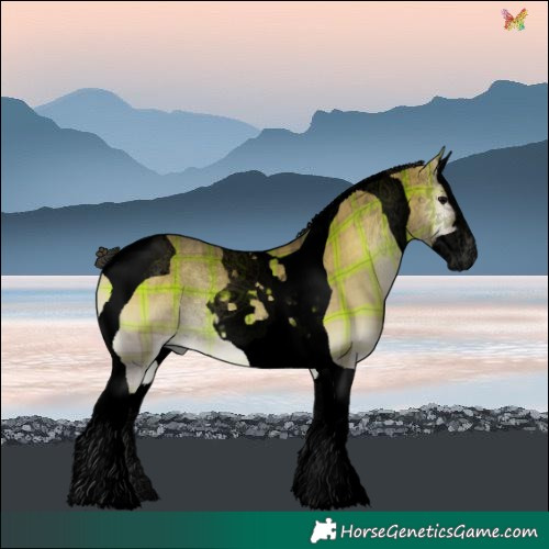 Horse Color:Void Plaid  Brown Onyx Splash Tobiano 