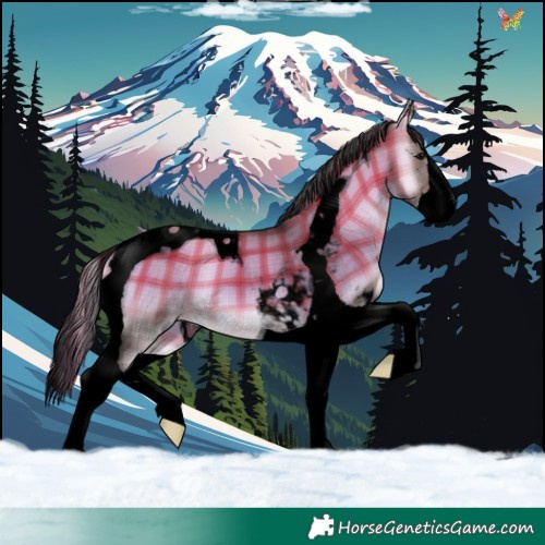 Horse Color:Void Plaid  Brown Onyx Splash Tobiano 