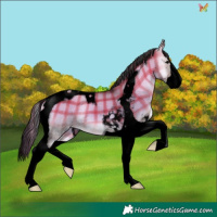 Horse Color:Void Plaid Brown Onyx Splash Tobiano