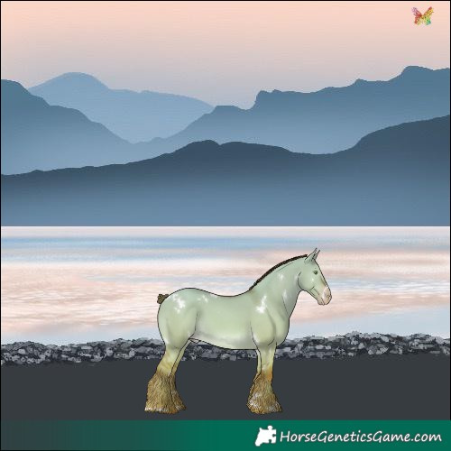 Horse Color:White Spotted Gold Champagne Dun 