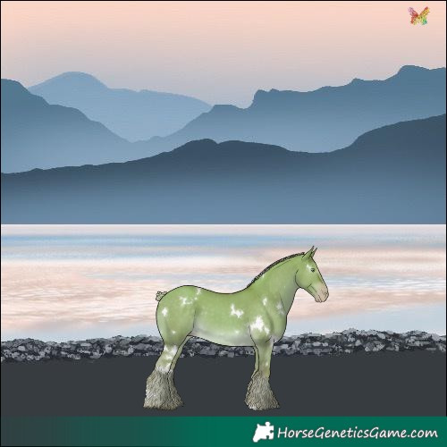 Horse Color:White Spotted Gold Cream Champagne Dun 