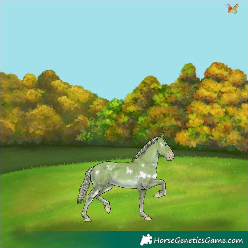 Horse Color:White Spotted Gold Cream Champagne Dun 