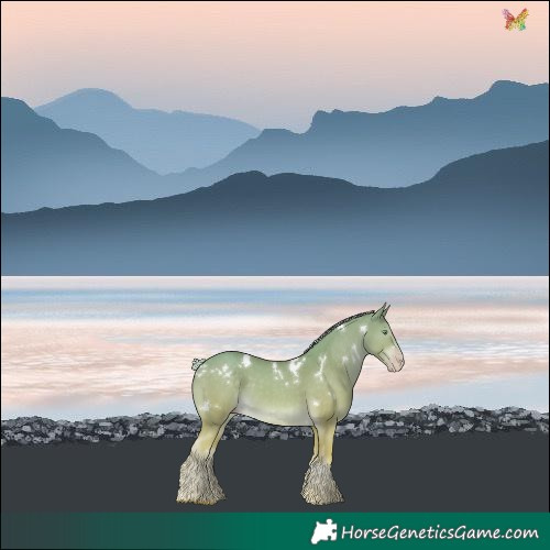 Horse Color:White Spotted Gold Cream Champagne 