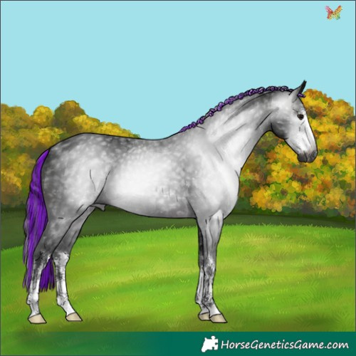 Horse Color:Gray Painted White Spotted Brown 